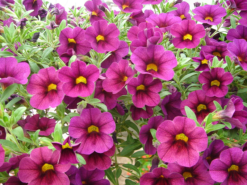 Bell flowers, bell shaped, flowers, purple pink, trumpet, HD wallpaper
