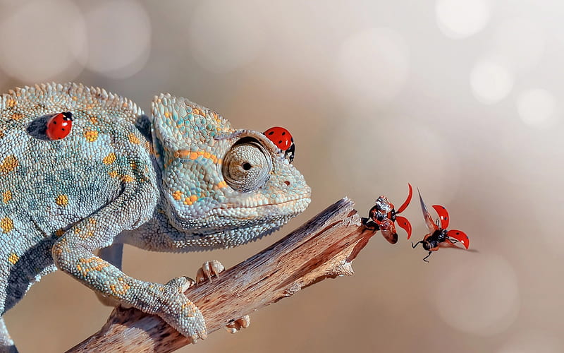 chameleon, reptile, branch, wildlife, ladybug, HD wallpaper