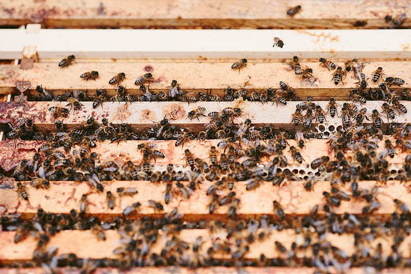 High angle of flack of bees on wooden beehive with honeycombs in apiary, HD wallpaper