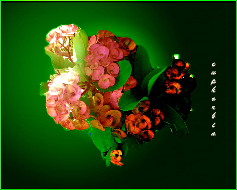 Bunga Delapan Dewa, red, leaves, green, orange, flower, euphorbia, flower desert, HD wallpaper