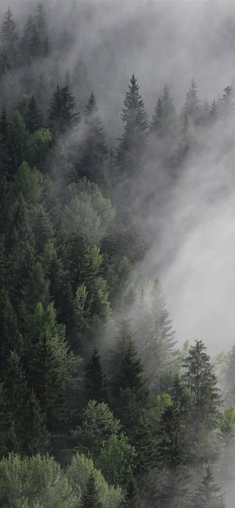 Austria forest fog mist pines Nature iPhone, Conifer Forest, HD phone wallpaper