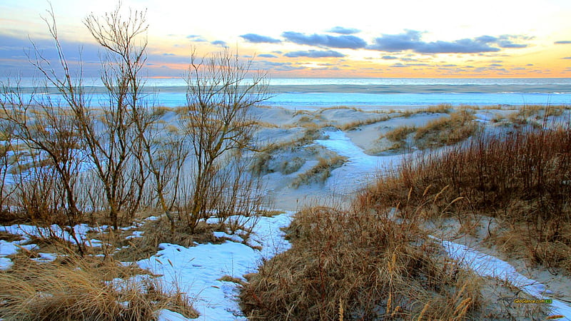 Beach dunes in winter, beach, brushes, dunes, sea, winter, HD wallpaper ...