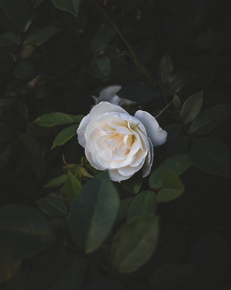 rose, flower, white, macro, plant, HD phone wallpaper