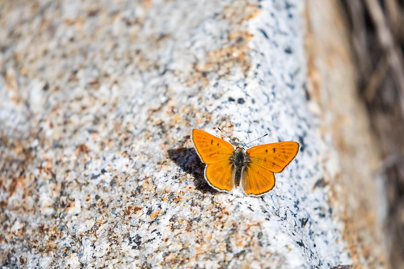 ruddy copper, butterfly, wings, stone, macro, HD wallpaper