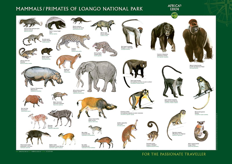 mammals and primates, cats, primates, animals, africa, HD wallpaper