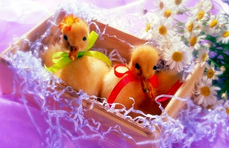 Easter, Baby, Daisy, Ducks, Box, HD wallpaper