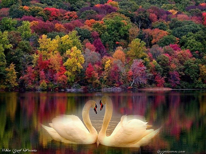 RE-AUTUM, fall, leaves, swans, colored, HD wallpaper