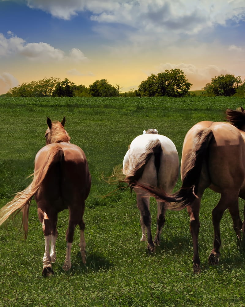 Three horses rears, butts, grass, running, sunset, HD phone wallpaper