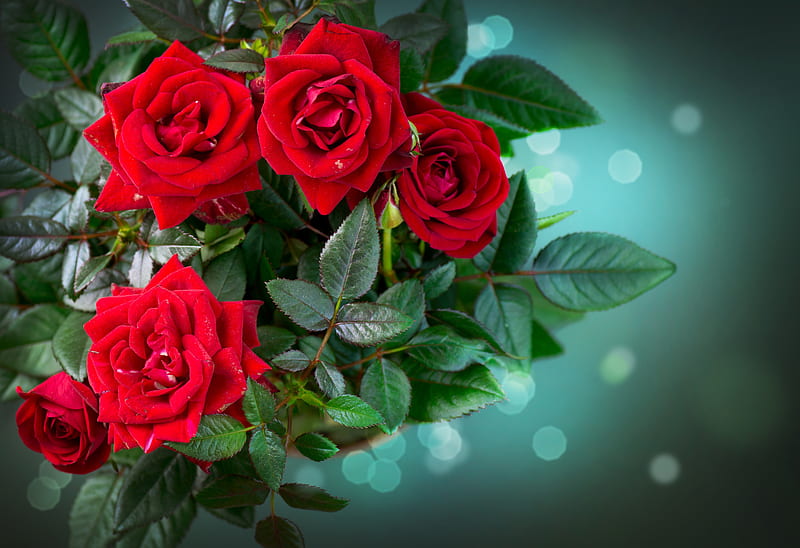 Beautiful red roses, red, pretty, leaves, scent, bonito, petals, roses, HD wallpaper