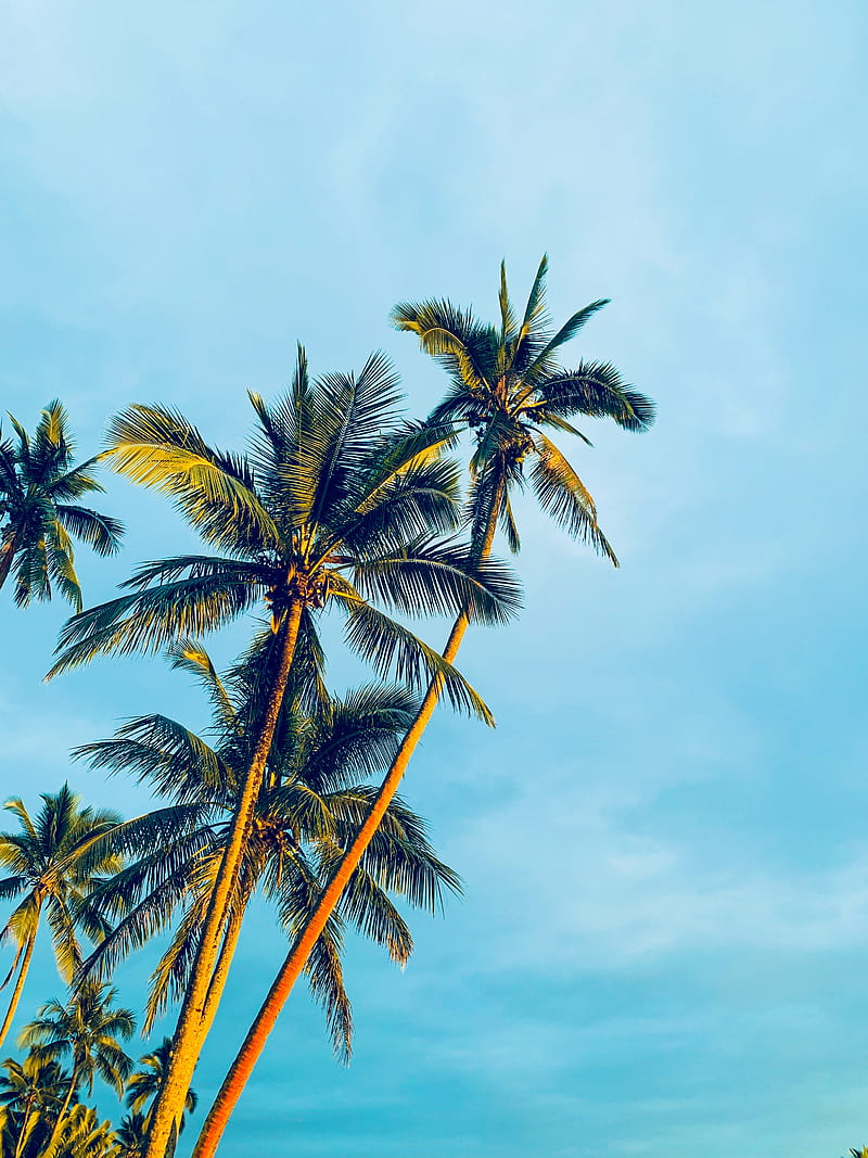 coconut trees under blue sky during daytime, HD phone wallpaper