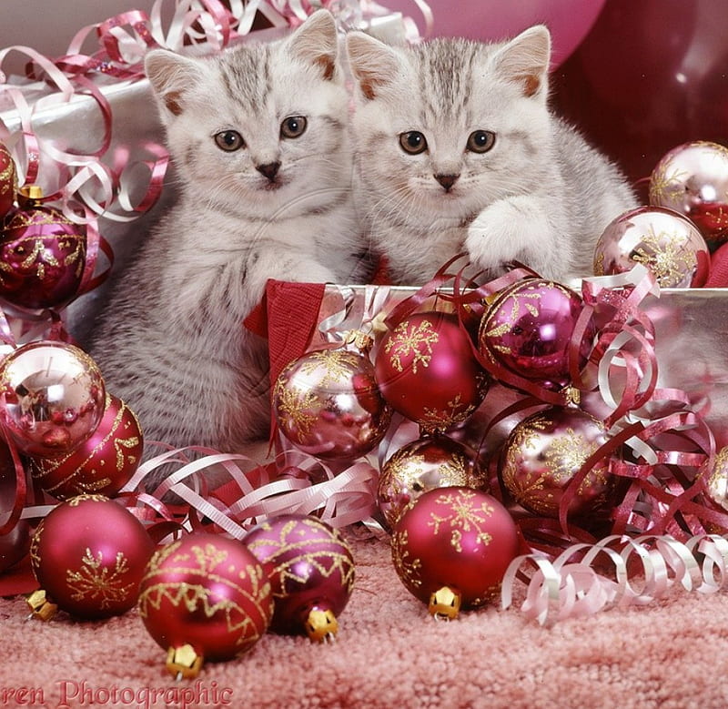 Silver tabby kittens, kittens, cats, silver, animals, HD wallpaper