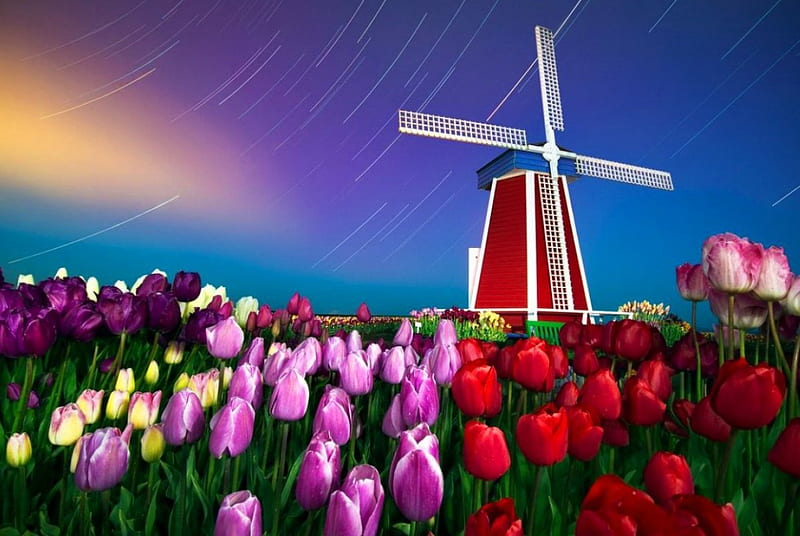 Star trails, windmill and tulips, pretty, colorful, windmill, mill, bonito, nice, beauty, tulips, evening, stars, amazing, lovely, sky, star trails, nature, meadow, field, HD wallpaper