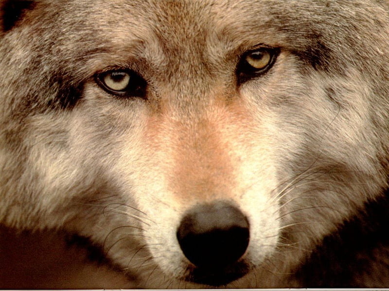 Loups, lobo, wolf, animal, HD wallpaper