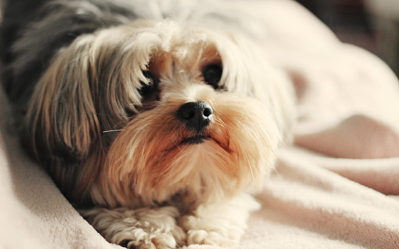 Maltese Dog, close-up, shaggy dog, cute animals, pets, dogs, Maltese, HD wallpaper