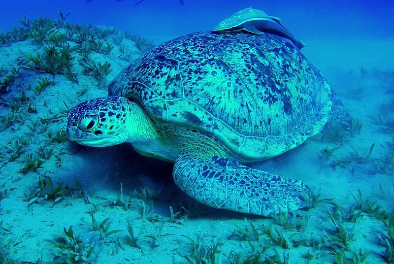 Turtle, viz alatti elet, allat, teknosbeka, tenger, HD wallpaper