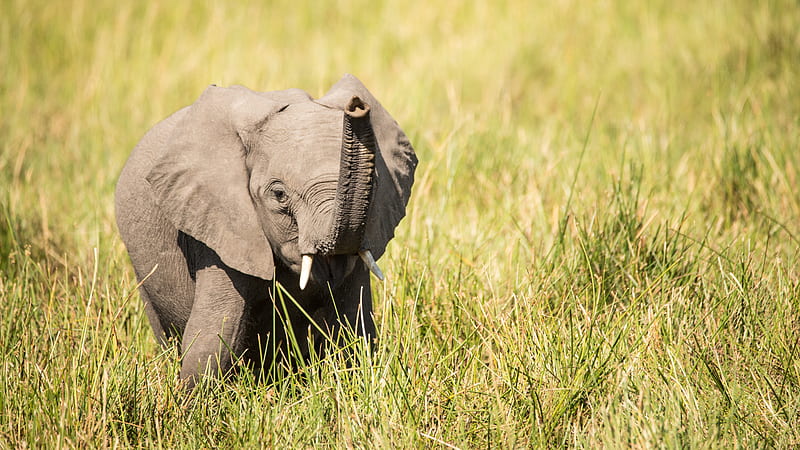 elephant, cub, trunk, grass, cute, HD wallpaper
