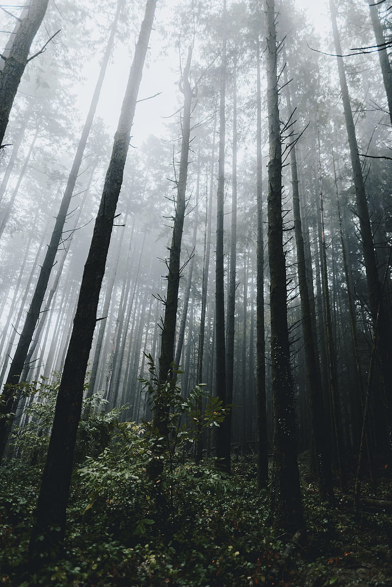 forest, fog, trees, grass, vegetation, HD phone wallpaper