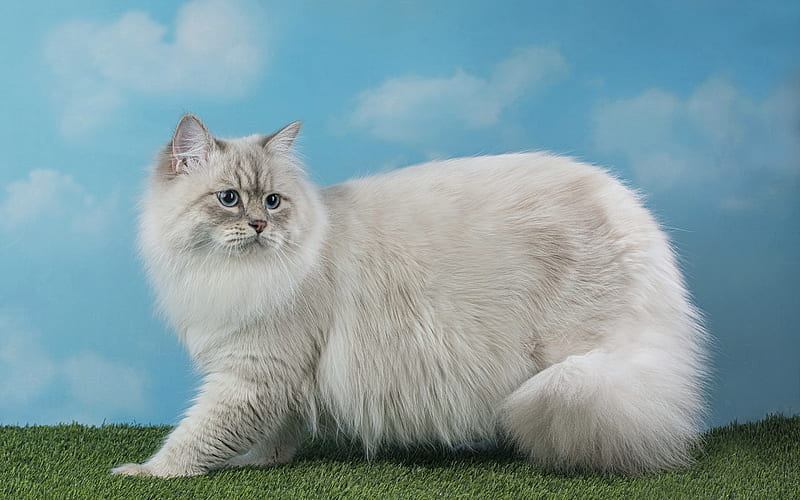 Neva masquerade cat, gray fluffy cat, pets, cute animals, long-haired breed of cats, Siberian cat, HD wallpaper