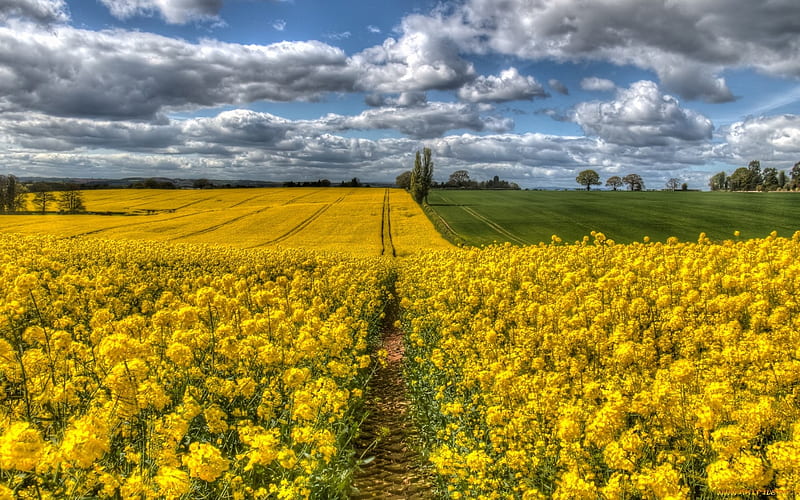 Fields, spring, clouds, rapeseed, HD wallpaper
