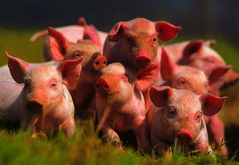 7 LITTLE PIGLET'S, pigs, little, piglets, pets, pink, swine, HD wallpaper