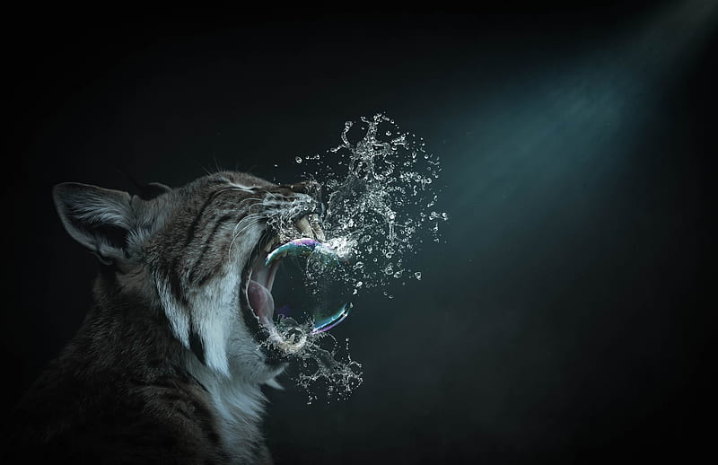 Animal, Artistic, Bobcat, Bubble, Splash, predator (Animal), HD wallpaper