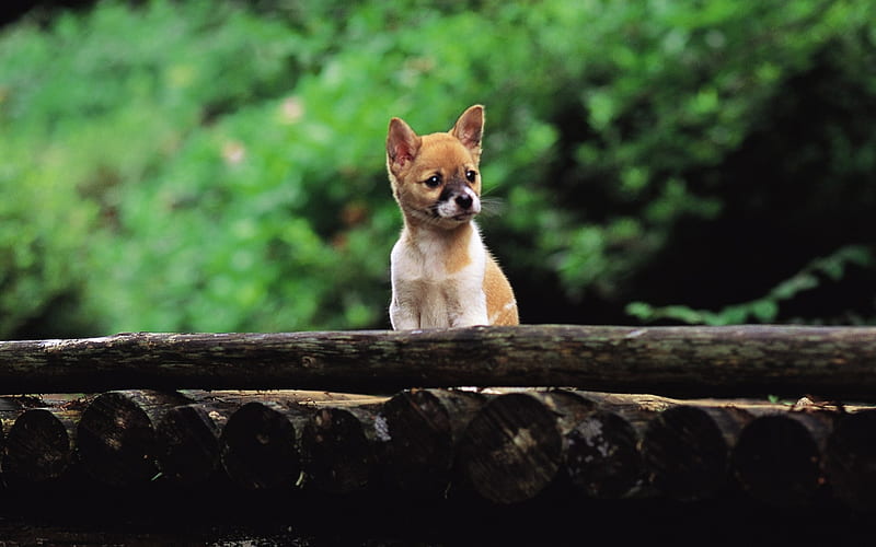 Cute Shiba Inu puppy on a bridge-Lovely Puppies 1, HD wallpaper