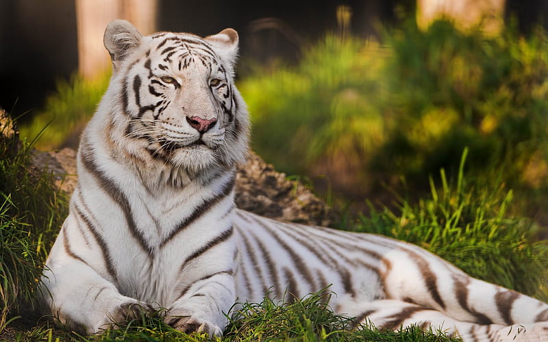 white tigers laying down-Animal graphy, HD wallpaper