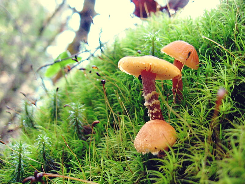 in the moss, forest, fungi, macro, moss, mushrooms, HD wallpaper