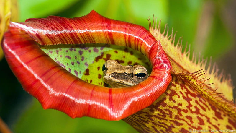 Carnivorous Plant Species : Nepenthes Pitcher Plant. #Biol4095 Applied Plant Ecology Class Blog, HD wallpaper