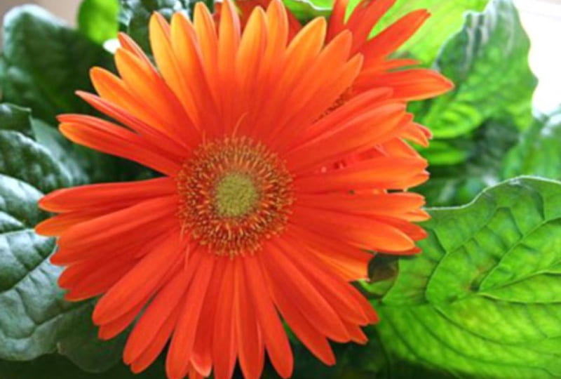 Gerber Daisy, red, big, flowerhead, orange, HD wallpaper