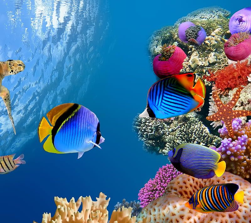 UnderSea World, blue, colorful, fish, life, nature, ocean, sea, swim, tropical, turtle, vivid, water, HD wallpaper