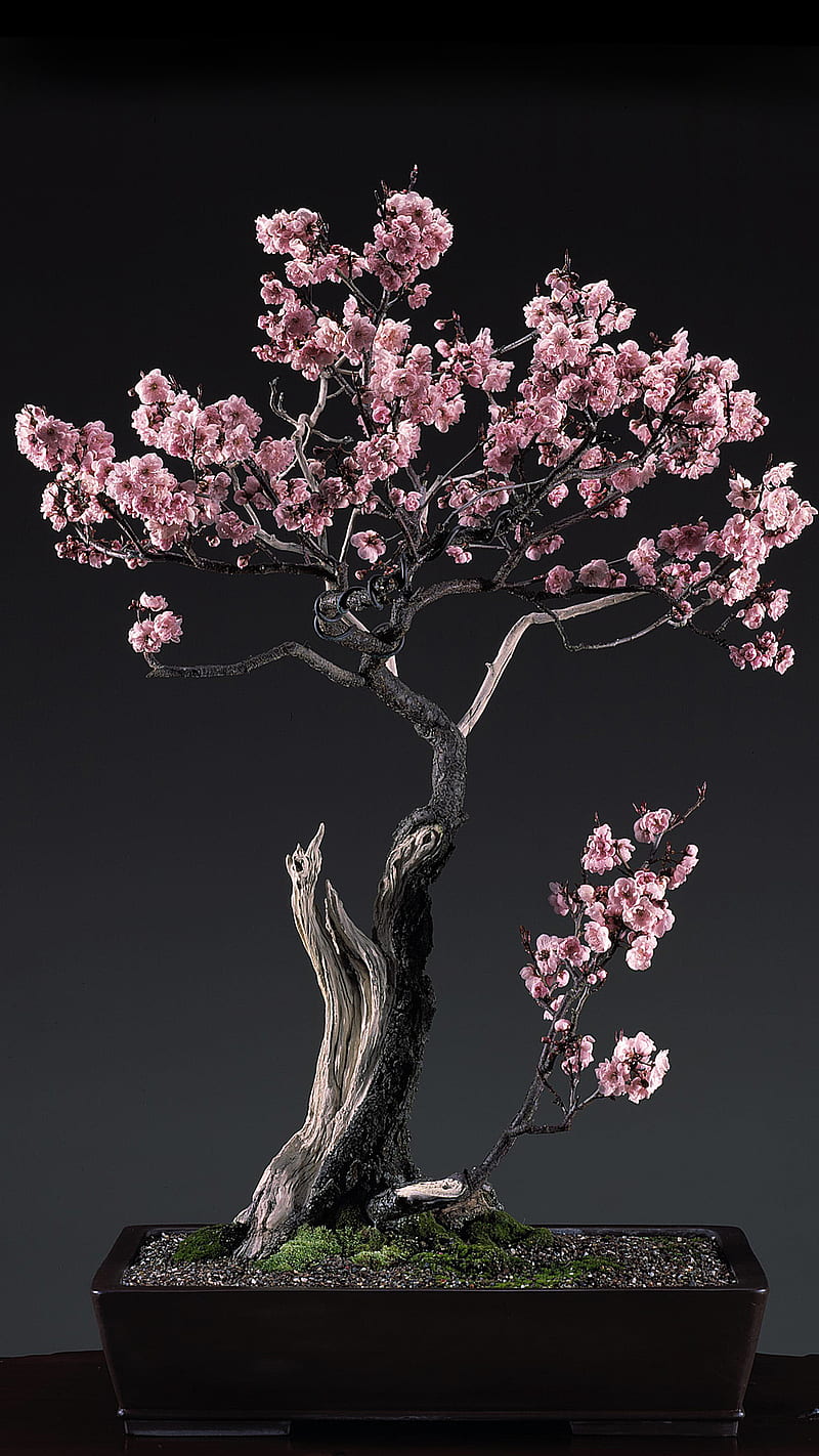 Bonsai flowers, black, bonsai, flower, pink, tree, HD phone wallpaper |  Peakpx