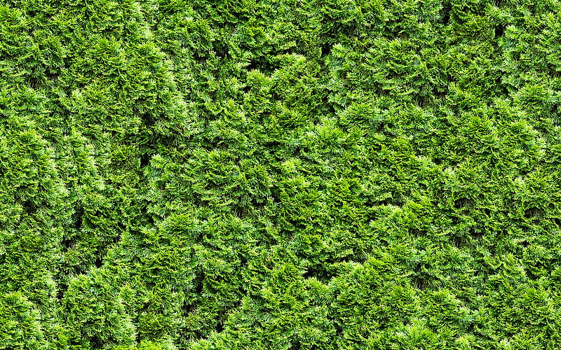 green grass texture, grass from top, plant textures, grass backgrounds, grass textures, green grass, green backgrounds, HD wallpaper