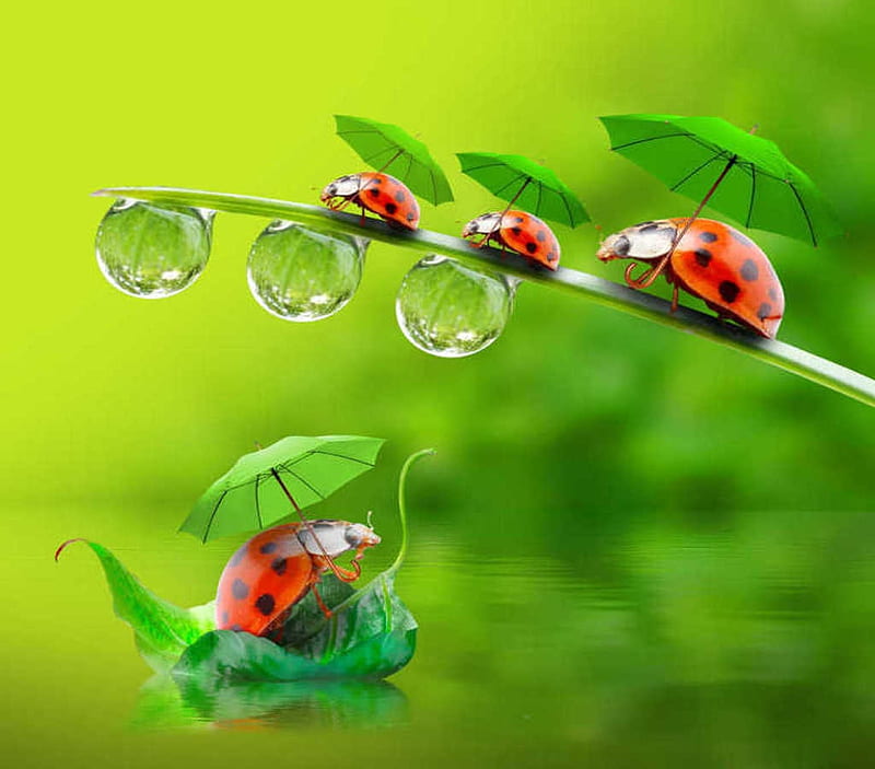 Funny little ladybugs playing with umbrella, Drops, Green, Umbrellas, Ladybugs, HD wallpaper