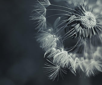 dandelion black and white wallpaper