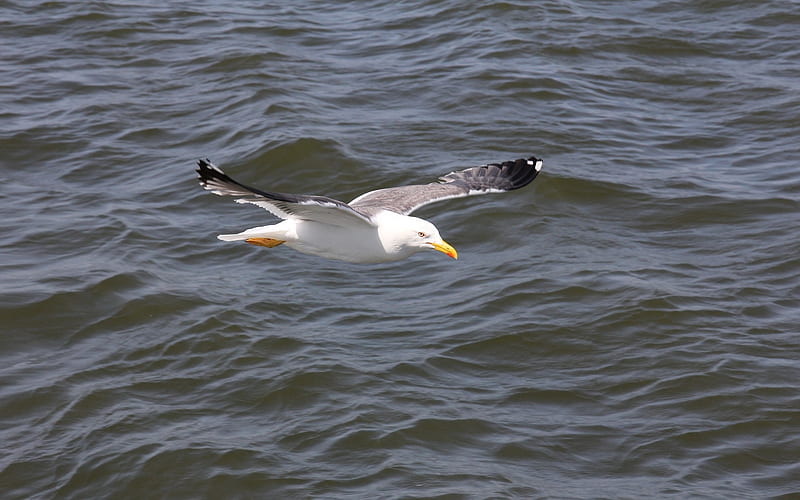 Flying Gull, gull, seagull, flight, sea, HD wallpaper