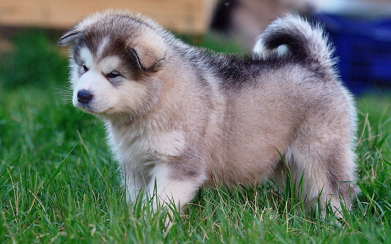 Alaskan Malamute puppy, Canis lupus familiaris, dogs, cute animals, pets, Malamute, HD wallpaper