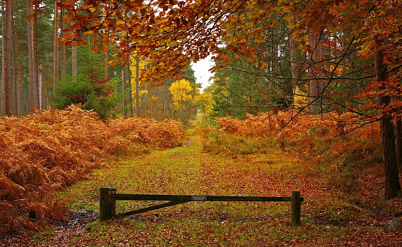Beauty Reserved, orange, background, particular, yellow, cenario, foliage, nice, gold, multicolor, scenario, path, filds, beauty, forests, wood, gate, , paysage, closed, cena, golden, sky, trees, panorama, cool, awesome, hop, landscape, colors of nature, fence, colorful, scenic, autumn, barrier, ambar, paiusage, bonito, carpet, seasons, trunks, graphy, leaves, green, amber, trail, grove, scenery, amazing, view, colors, leaf, paisagem, plants, nature, branches, pc, natural, scene, HD wallpaper