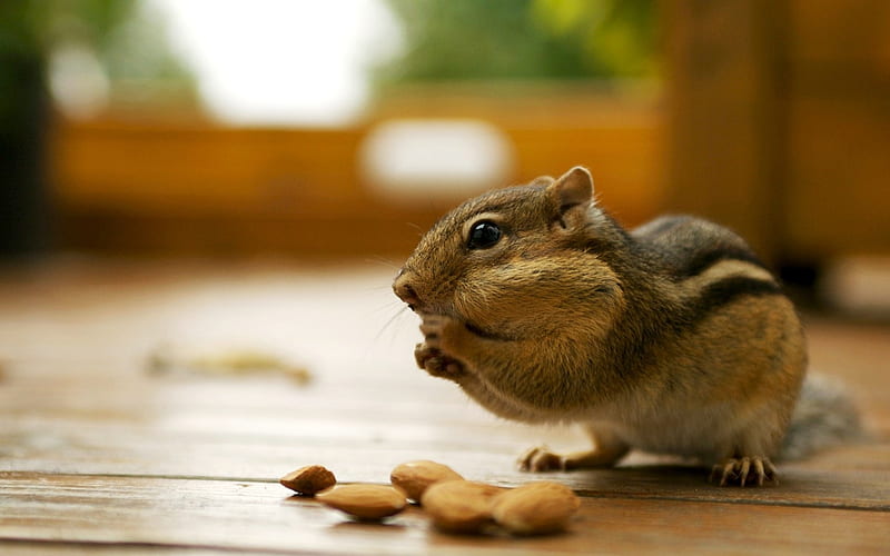 Adorable chipmunk eating almonds - chipmunk, HD wallpaper