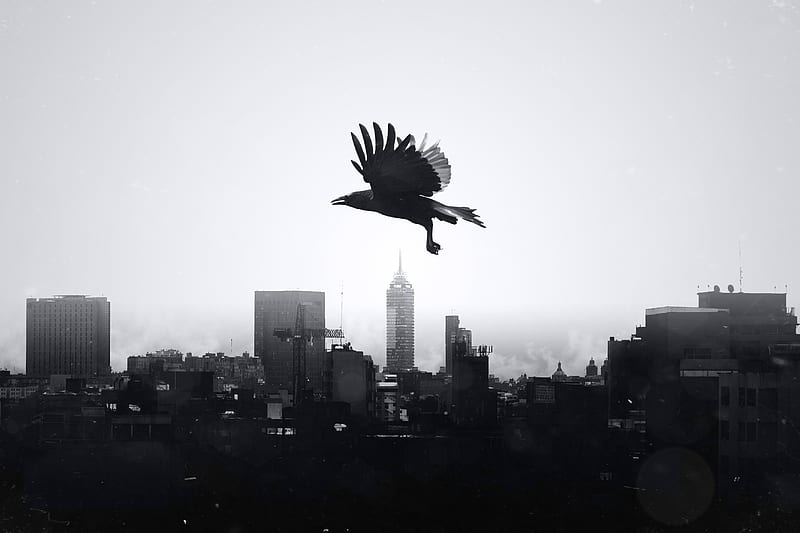 raven, city, bw, bird, flight, HD wallpaper