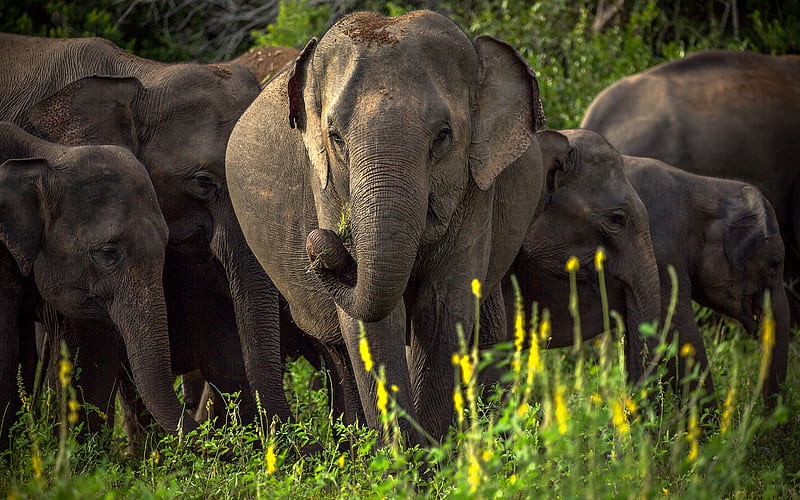 Asian elephant, wildlife, elephant family, wild animals, Sri Lanka,  elephants, HD wallpaper | Peakpx