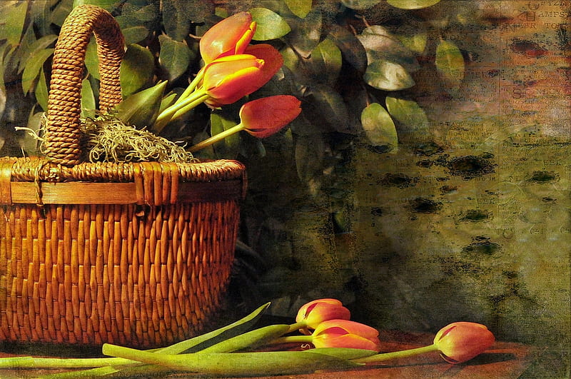Tulips Classic, still life, orange, basket, tulips, classic, vintage, HD wallpaper