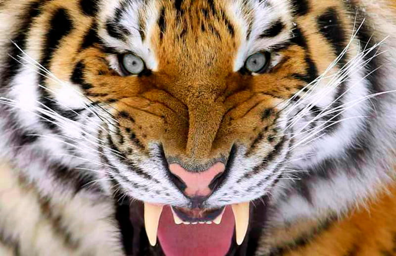 Siberian Tiger, TIGERS, BEAUTY, NATUER, CATS, HD wallpaper