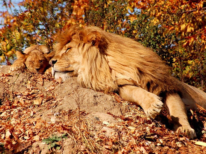 Pareja de leones, selva, bestia, vida silvestre, león, animal, Fondo de  pantalla HD | Peakpx