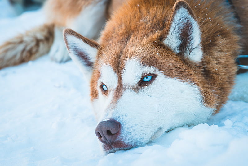 Siberian Husky In Snow, siberian-husky, animals, dog, HD wallpaper