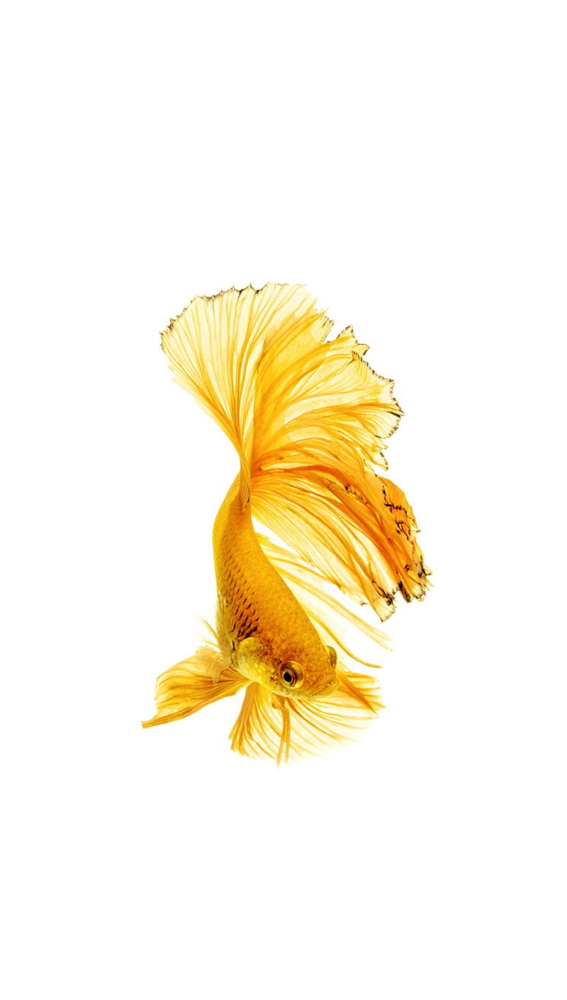 Betta Fish, animal, gold, ocean, pet, sea, water, yellow, HD phone wallpaper