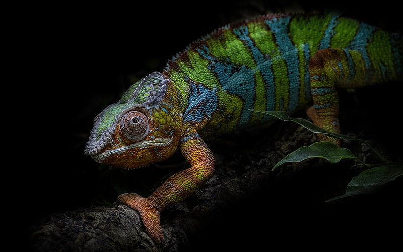 chameleon, green lizard, branch, black background, reptiles, HD wallpaper
