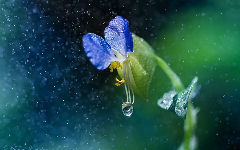 In the rain, green, flower, nature, rain, blue, HD wallpaper | Peakpx