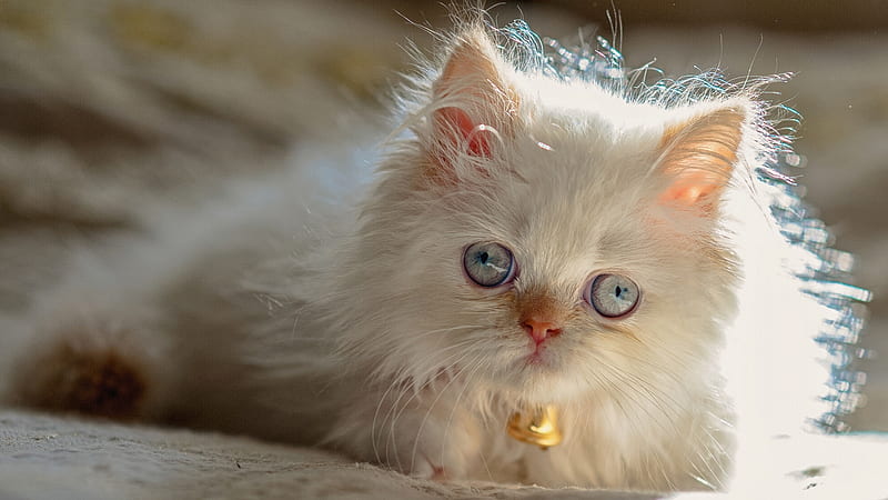 White Eyes White Cat Is Having Golden Bell In Neck Kitten, HD wallpaper
