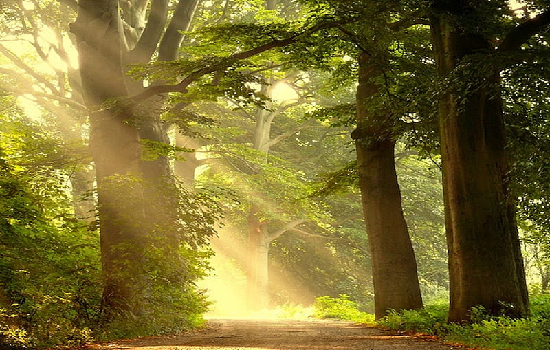 Forest Lights, forest, sun, beans, sunbeams, trees, lights, green, rays, summer, sunshine, HD wallpaper